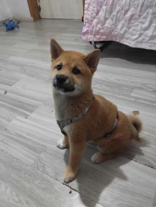 Куче шиба ину на 5 месеца