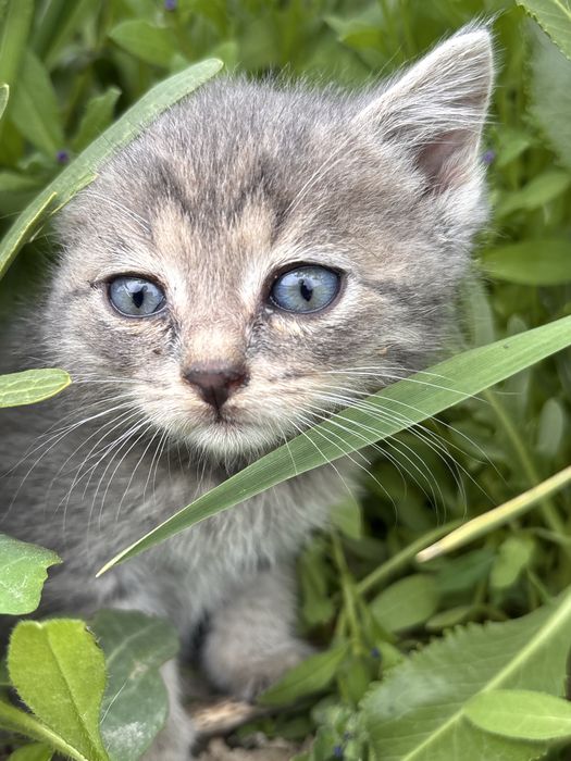 Котята мальчики бесплатно