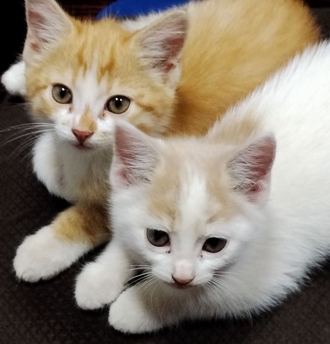 Отдам котят в хорошие руки