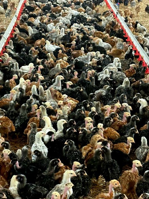 Pui rasă mixtă pentru carne și ouă