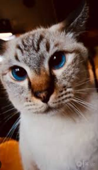 lynx point siam paroda srochniga
