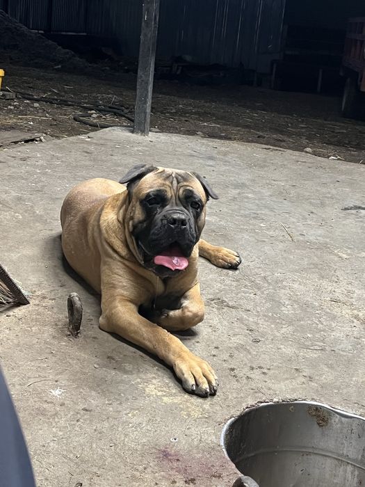 Продам очень умного кобеля