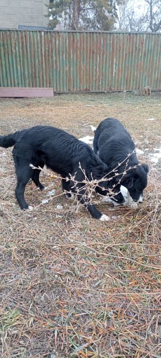 Привитые щенки 6 месяцев.