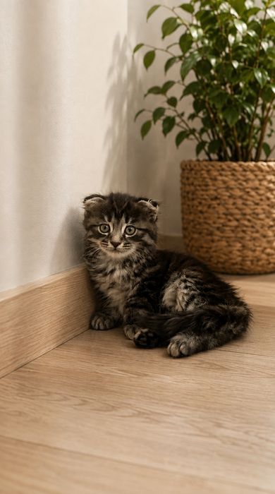 Котята хайленд фолд