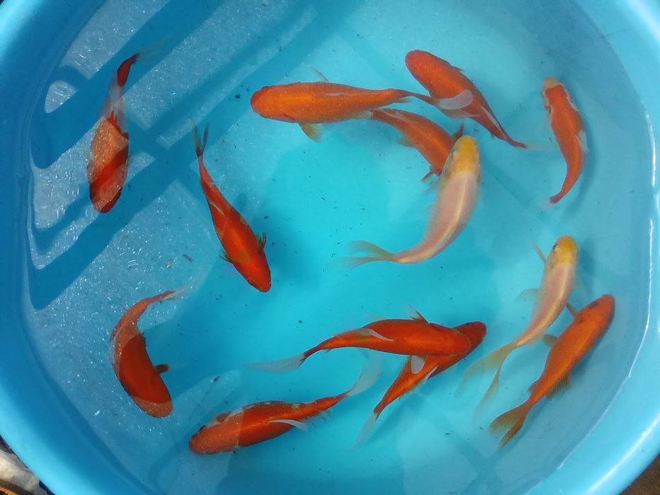 Золотая рыба-комета