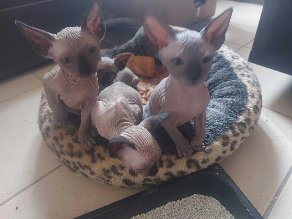 Канадски Сфинкс