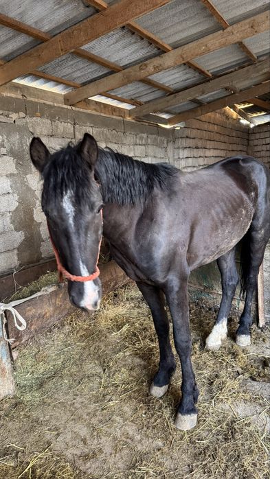 Айғыр сатылады 3 жасар