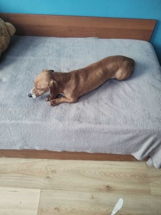 Подарявам куче- дакел, но не чист