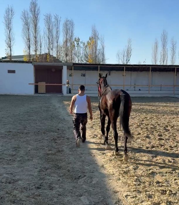 Место для содержание лошадей прогулка, уход,питание  ест  камера  набл