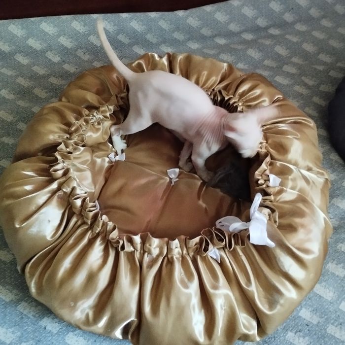 Лежанка для кошек и собачек.