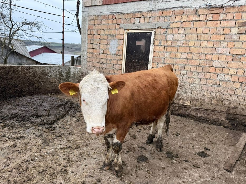 Juninci Baluță Românească