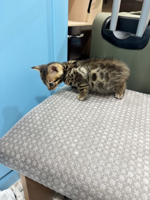 Бенгальские  котята