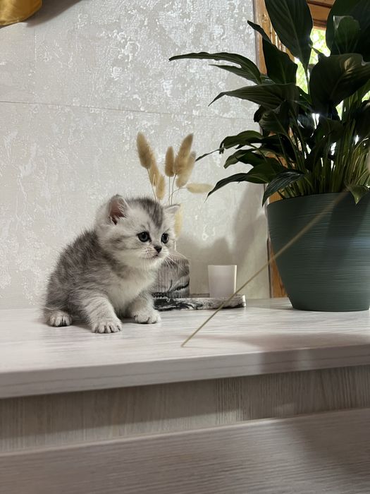 Красивый котёнок в хорошие руки