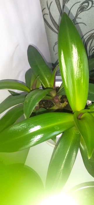 Комнатные цветы.