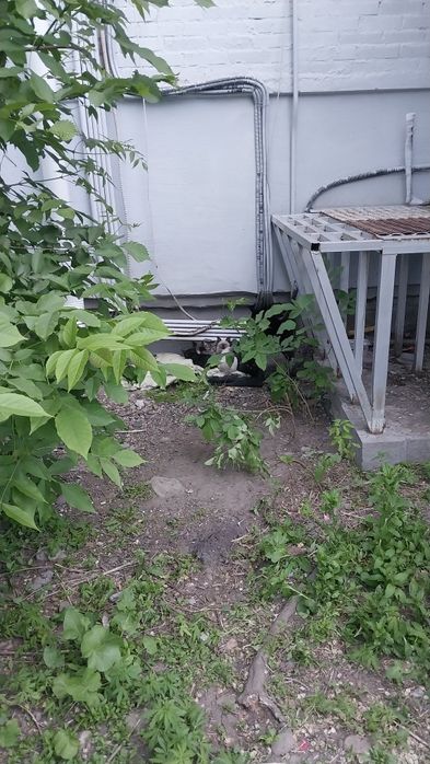 Меховые комочки Счастья!!! 2,5 месяца