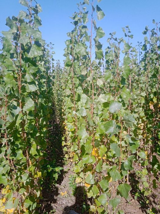 Терак кочат Terak kòchat