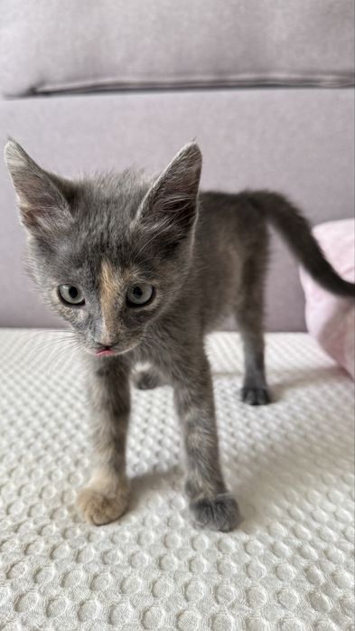 Котенок девочка в хорошие руки