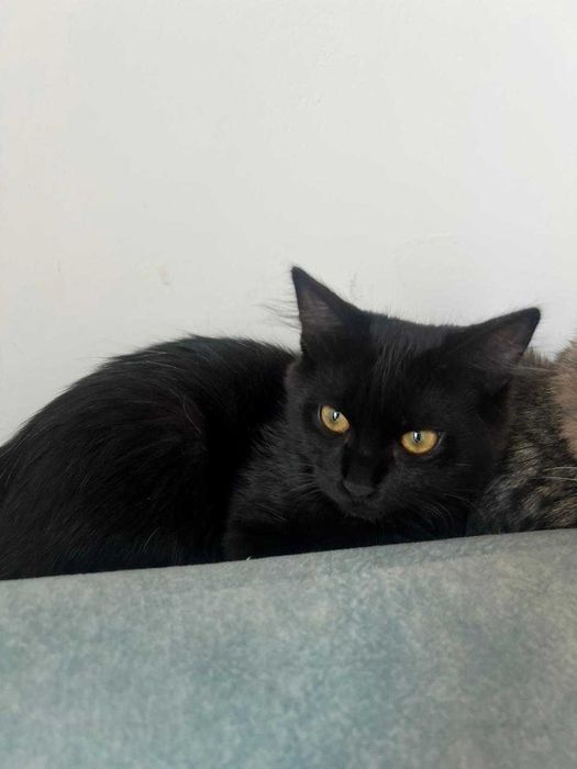 Ласковый кот в добрые руки!