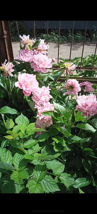 Продам дачу. Не затапливается