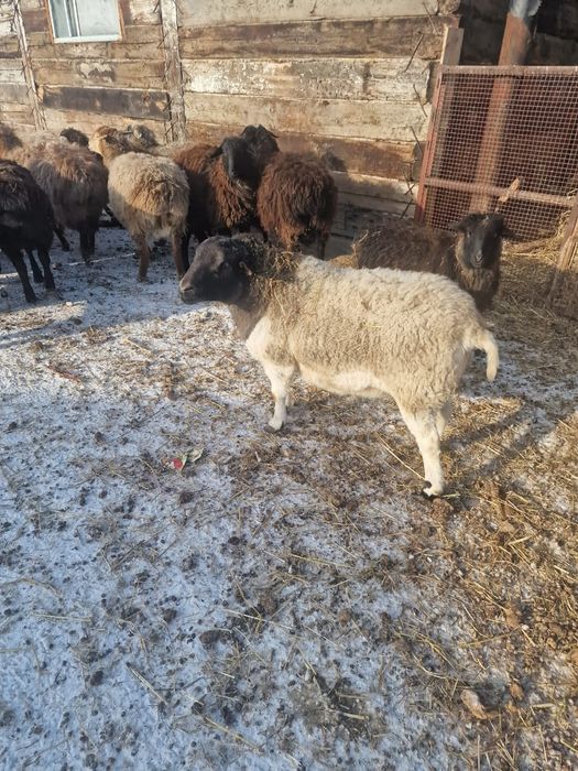 Продам барана породы Дорпера, еркек.