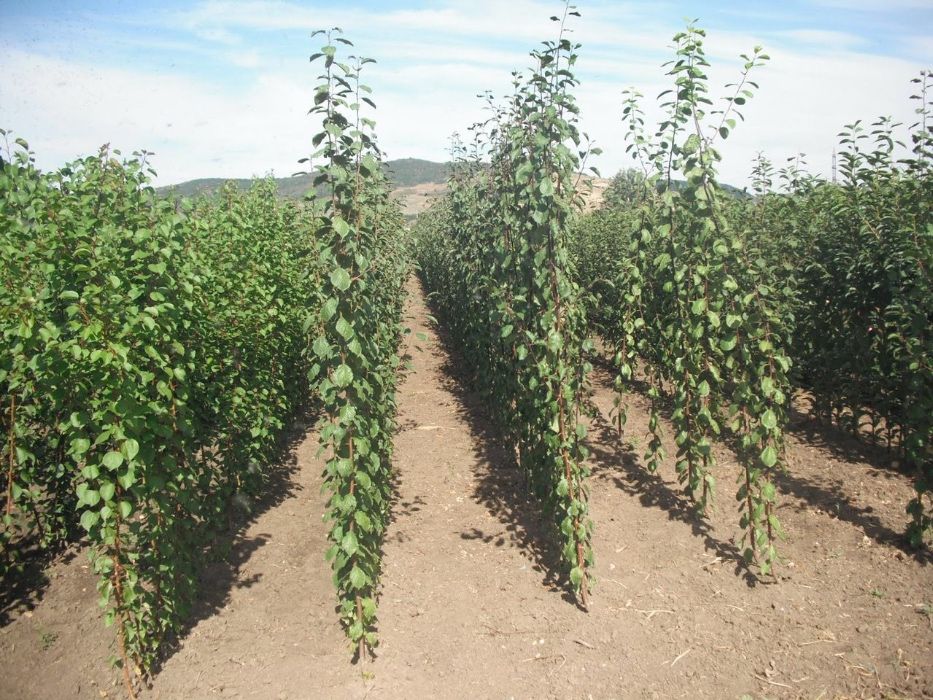 Producâtor de pomi fructiferi