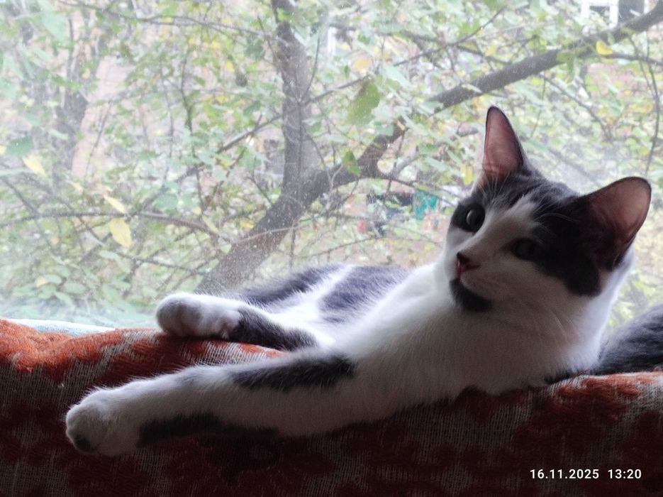 Отдам Кошечку в Добрые, надёжные и любящие руки .