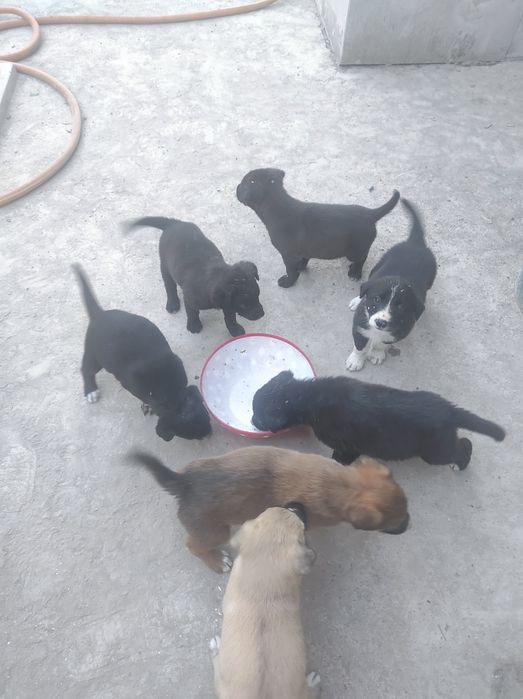 отдам в хорошие руки