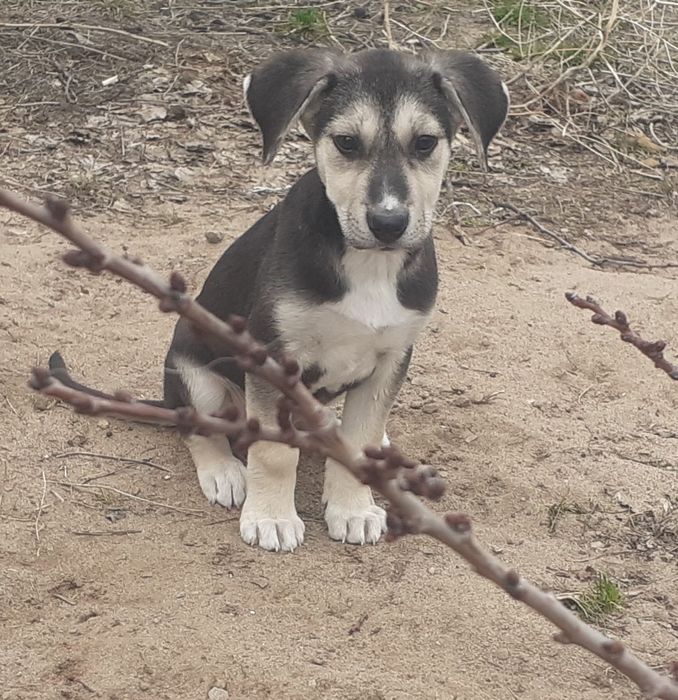 Отдам в добрые руки щенка-мальчик 2 месяца