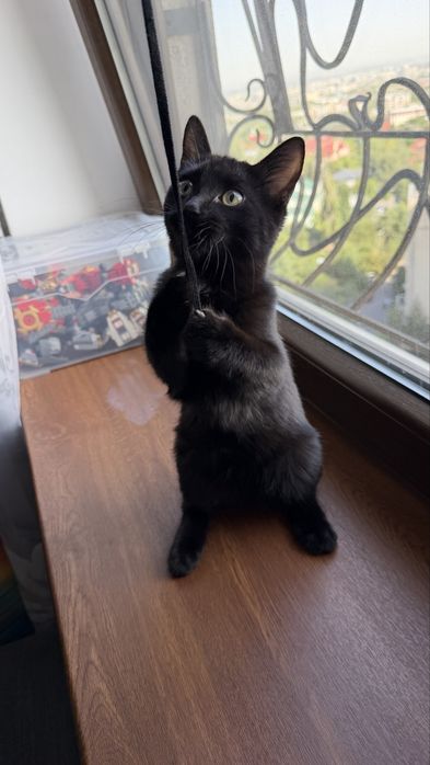 Черный котик, 4,5 месяца