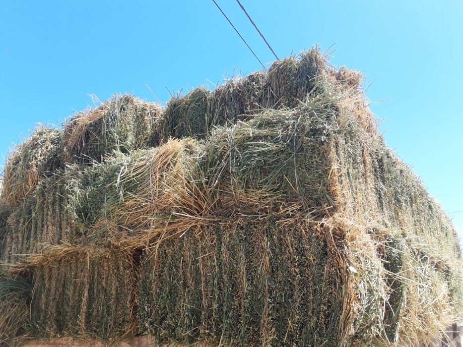 Beda pres sotamiza toshkenga