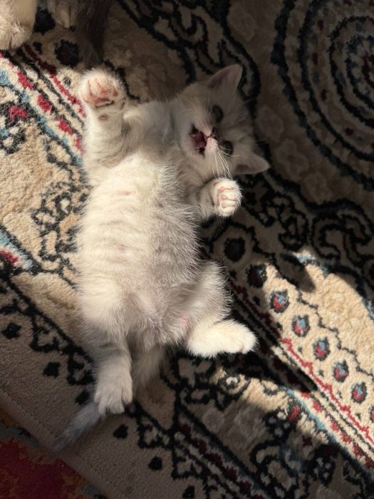 Scottish fold stryat