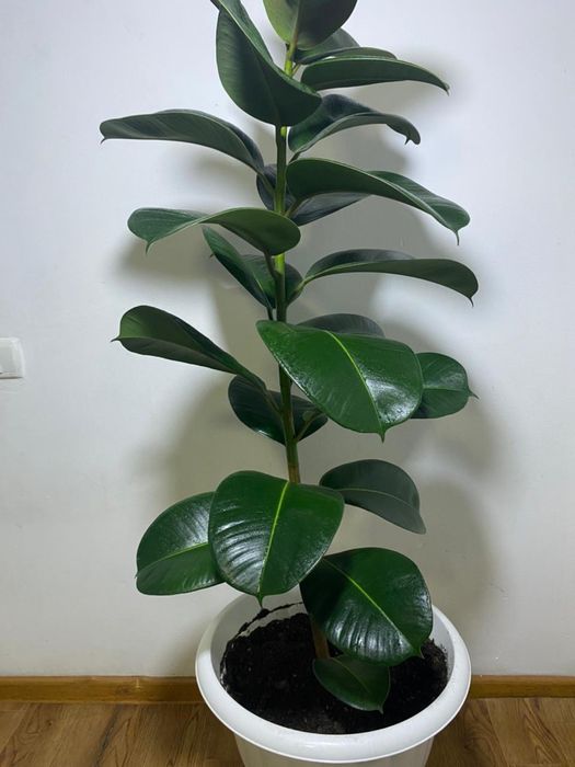 Фикус Робуста.