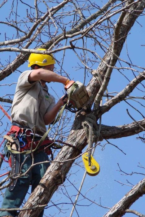 Дарахт кесиш хизмати обрезко деревьев спил на дрова работают профиля в
