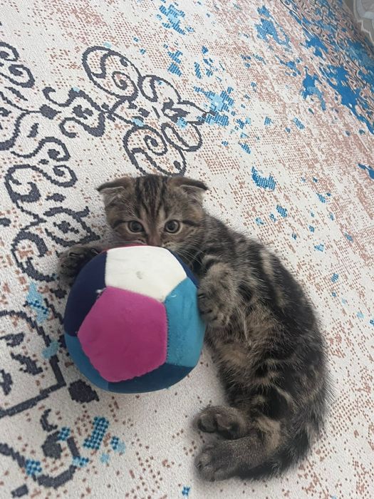 Продам котенка девочка