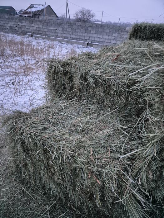 Сено шөп разнотравия