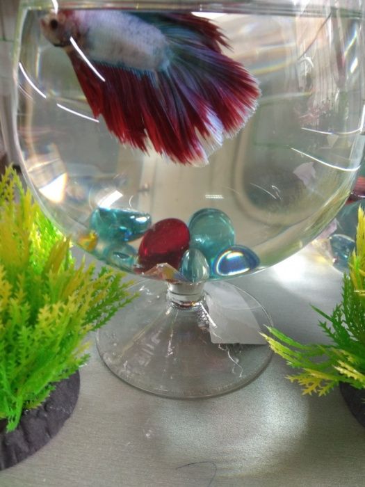 Рыбки петушки. Навои-Торайгырова