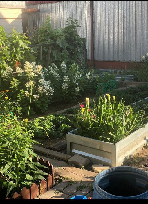 Красивые цветы для вашего сада