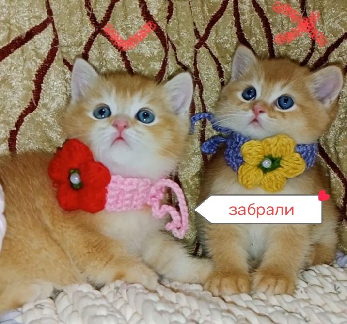 Остался один котёнок - солнышко