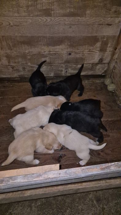 Donez cățeluși metis de Labrador cu Bichon havanez