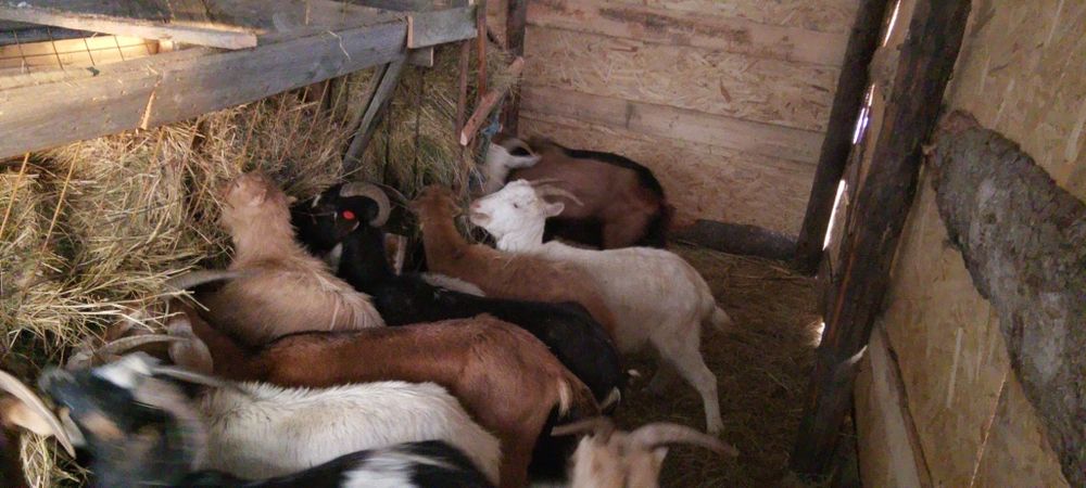 Vând capre detalii la Nr din anunț