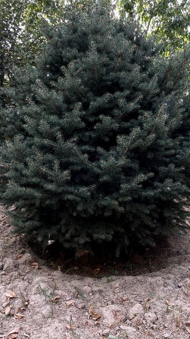 Арча сотилади, Тошкентда