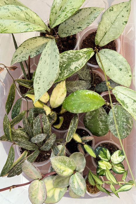 Хойи много разных сортов