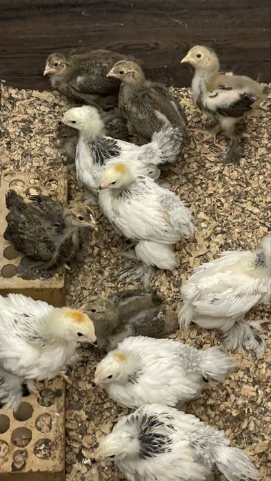 Цыплята породы Брама