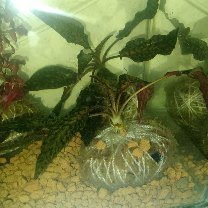 Аквариумные растения