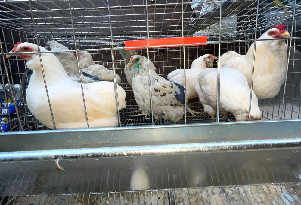 Puici si gaini Araucana 200 lei oua albastre