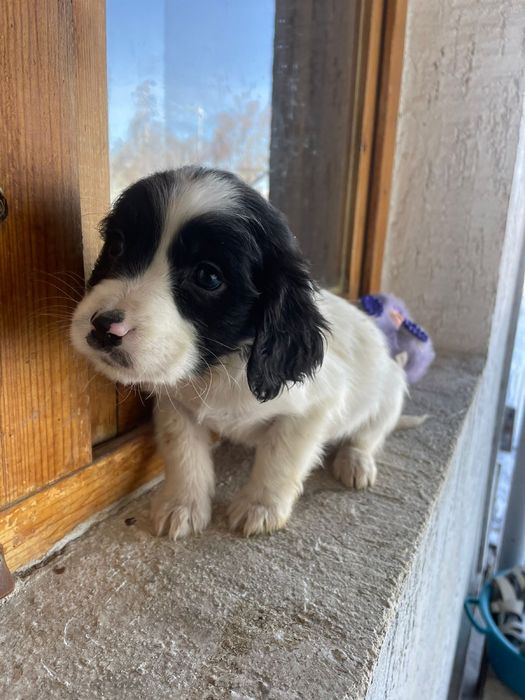 Щенки русского спаниеля