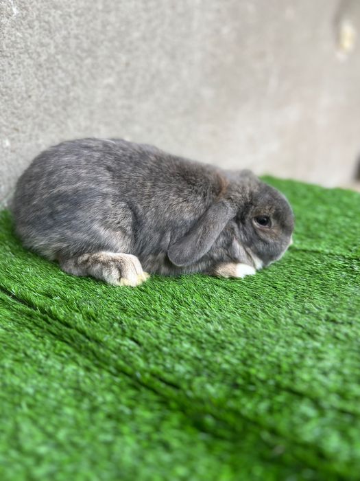 Карлик баран қуёнлар