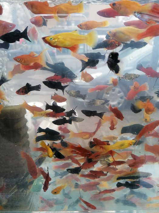 Африкански Цихлиди  автоматична хранилка декоративни рибки!