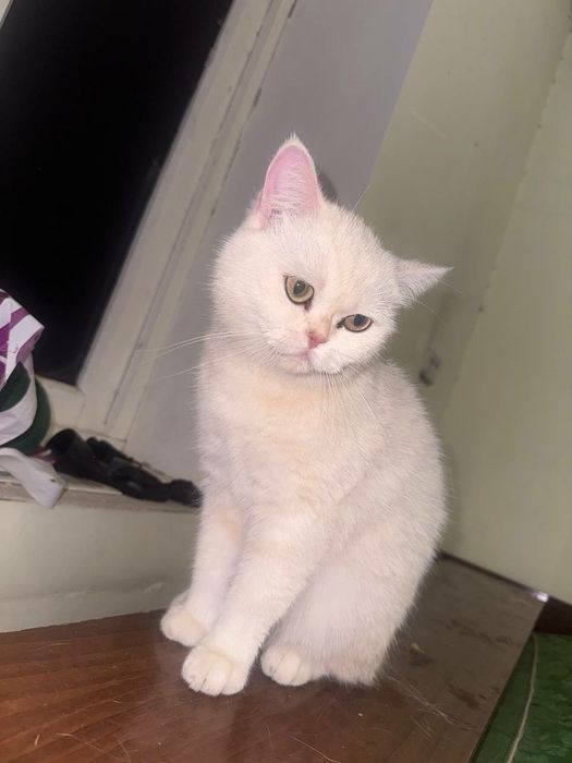 Skotish strayt qiz bola