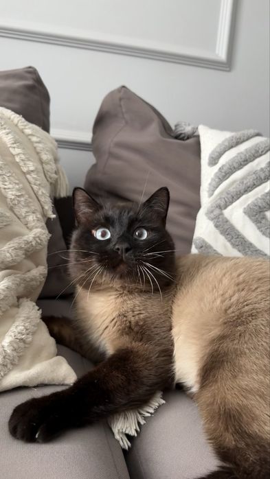 Кот Томпи ищет дом